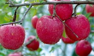 蘋果去庫不及預(yù)期維持弱勢(shì)格局 蘋果產(chǎn)業(yè)即將進(jìn)入全新的發(fā)展局面