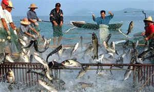 海洋面積占地球表面積的71% 我國(guó)海洋農(nóng)業(yè)資源開發(fā)與利用如何