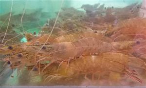 國產活蝦市場需求持續(xù)增長價格跳漲 2021淡水養(yǎng)殖蝦行業(yè)投資前景分析