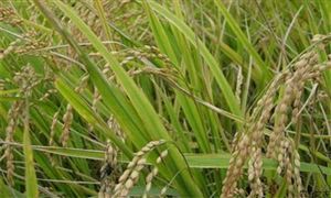 河南確保全省糧食種植面積不低于1.6億畝保證糧食供應(yīng)不脫銷、不斷供