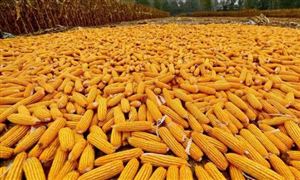 玉米、大豆價格走強 國內(nèi)大豆及玉米行業(yè)市場規(guī)模分析