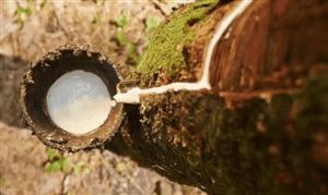 天然橡膠值得投資嗎？2021年全球天然橡膠產(chǎn)量預(yù)估 天然橡膠行業(yè)發(fā)展現(xiàn)狀分析