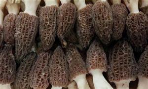 2021羊肚菌價格多少錢一斤？2021年羊肚菌的走勢分析 羊肚菌種植行業(yè)現(xiàn)狀及前景分析