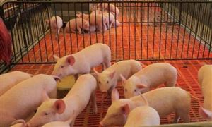 英國10萬活豬將焚燒 2021生豬養(yǎng)殖成本分析