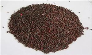 近期菜價持續(xù)跳漲 蔬菜種子受影響嗎? 蔬菜種子行業(yè)前景分析