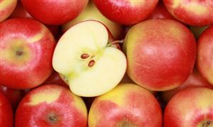 蘋果產(chǎn)區(qū)收購最新消息 蘋果市場調(diào)研報告