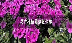 2021花卉行業(yè)市場(chǎng)未來(lái)新趨勢(shì)及發(fā)展前景分析