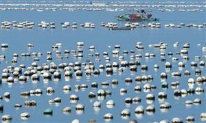 2021海水養(yǎng)殖市場(chǎng)調(diào)研及海水養(yǎng)殖行業(yè)分析報(bào)告