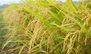 袁隆平臨終前才講退休? 農(nóng)業(yè)：雜交水稻種植情況簡析
