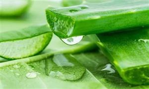 蘆薈面膜需求有多大 2022蘆薈面膜市場現(xiàn)狀分析
