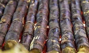 烤甘蔗有多好吃？中國甘蔗產業(yè)發(fā)展前景及現(xiàn)狀分析