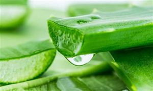 植物提取物行業(yè)市場發(fā)展環(huán)境與投資趨勢分析 未來植物提取物市場規(guī)模預(yù)測?