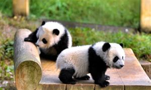 北京動(dòng)物園一大熊貓翻墻越獄 動(dòng)物園行業(yè)利潤總額分析