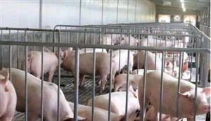 雙匯與牧原簽署戰(zhàn)略合作協(xié)議 2022中國(guó)肉類(lèi)加工行業(yè)發(fā)展新模式