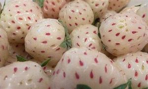 菠蘿味草莓一斤150元 大棚草莓進(jìn)入采摘季