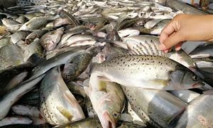 鱸魚養(yǎng)殖市場調(diào)研 2022年海鱸魚養(yǎng)殖行業(yè)成本與利潤分析