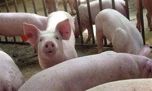 生豬價格連降6周 生豬每長一公斤肉成本增加0.8元