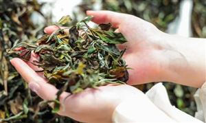 白茶行業(yè)現(xiàn)狀 白茶市場(chǎng)前景分析