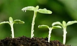 生物農(nóng)業(yè)行業(yè)現(xiàn)狀 生物農(nóng)業(yè)市場(chǎng)分析