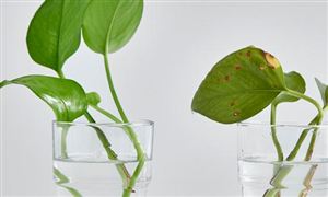 除甲醛行業(yè)市場(chǎng)需求如何?除甲醛行業(yè)分析