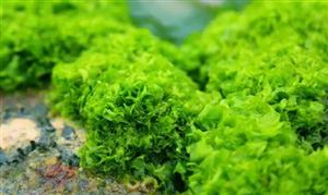 海藻提取物行業(yè)市場調(diào)研 加快開拓國內(nèi)市場需求將成為關(guān)鍵性因素