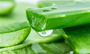 植物提取物行業(yè)市場(chǎng)調(diào)研 植物提取物潛在市場(chǎng)空間分析