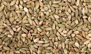 農作物種子行業(yè)市場調研 轉基因種子商用加速落地