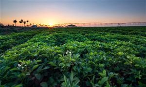 農(nóng)業(yè)種植行業(yè)市場(chǎng)調(diào)研 農(nóng)業(yè)種植行業(yè)發(fā)展前景預(yù)測(cè)