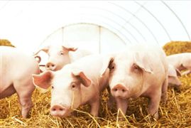 生豬期貨價格走勢 2022生豬養(yǎng)殖行業(yè)上市公司市場現狀分析報告