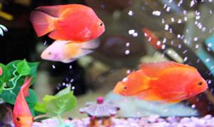 水產飼料價格上漲 2022水產飼料行業(yè)發(fā)展現(xiàn)狀與未來競爭格局分析