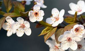 后疫情時(shí)代下 中國(guó)花卉種植市場(chǎng)發(fā)展如何? 花卉種植行業(yè)市場(chǎng)發(fā)展現(xiàn)狀調(diào)研