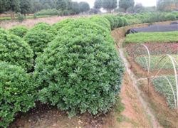 中國綠化苗木行業(yè)規(guī)模與市場供需格局分析