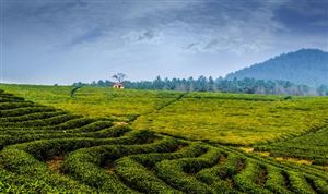 中國(guó)茶葉種植產(chǎn)業(yè)現(xiàn)狀 茶葉種植行業(yè)市場(chǎng)消費(fèi)需求分析