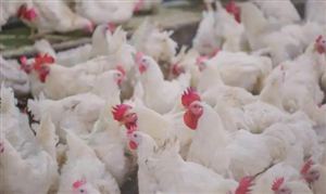 肉雞養(yǎng)殖利潤現(xiàn)狀 2022肉雞養(yǎng)殖市場發(fā)展分析