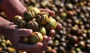 茶油行業(yè)市場分析 國際市場對我國茶油的潛在需求巨大
