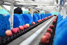 2022國內(nèi)農(nóng)副產(chǎn)品加工業(yè)市場規(guī)模與總產(chǎn)值