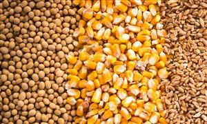 我國人均糧食占有量達到483公斤 2022年我國糧食市場供應現狀及產量預測