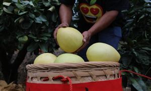 這里的蘋果紅了 年產(chǎn)值達70億元 水果種植行業(yè)前景及現(xiàn)狀分析