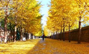 行業(yè)深度調(diào)研 2022銀杏葉提取物行業(yè)市場需求及投資規(guī)模分析