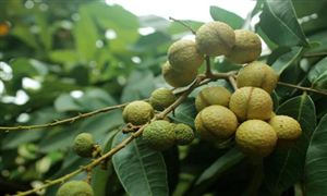 22022行業(yè)分析 中國龍眼行業(yè)市場運行現(xiàn)狀及前景戰(zhàn)略研究報告