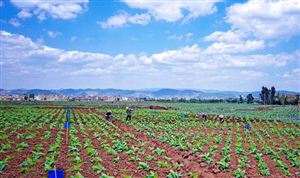再造煙葉行業(yè)前景如何？ 2022年再造煙葉行業(yè)分析