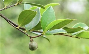 山茶油行業(yè)分析 山茶油行業(yè)品牌現(xiàn)狀