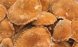 葵花盤行業(yè)市場調研 葵花盤行業(yè)發(fā)展現(xiàn)狀前景分析