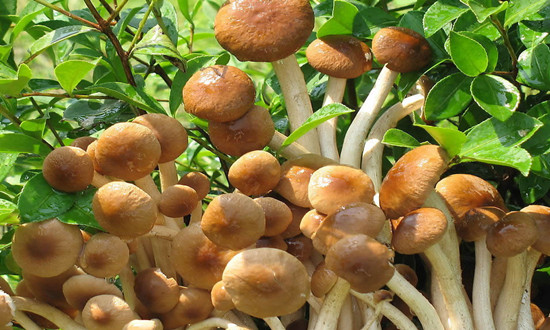 茶樹菇產(chǎn)量及行業(yè)發(fā)展現(xiàn)狀 茶樹菇行業(yè)發(fā)展趨勢(shì)