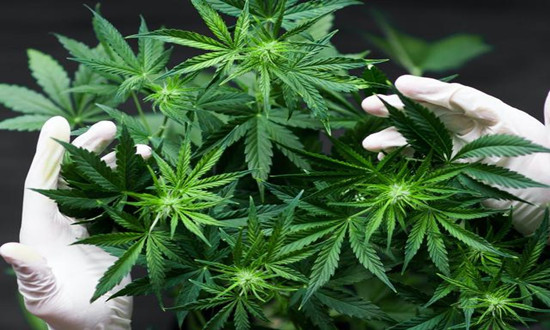 工業(yè)大麻行業(yè)市場規(guī)模 工業(yè)大麻行業(yè)發(fā)展分析