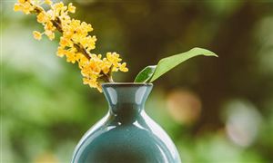 花卉種植發(fā)展趨勢如何 花卉種植行業(yè)市場深度分析2023