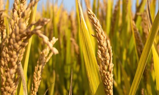 2023年中國糧食貿(mào)易行業(yè)產(chǎn)量 中國糧食貿(mào)易行業(yè)市場(chǎng)需求分析