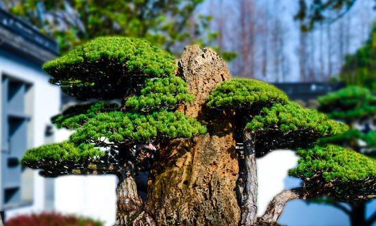 中國(guó)盆景行業(yè)市場(chǎng)銷量 中國(guó)盆景行業(yè)市場(chǎng)發(fā)展前景預(yù)測(cè)
