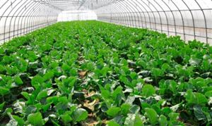 蔬菜種植行業(yè)市場發(fā)展機遇 蔬菜種植行業(yè)發(fā)展前景及投資分析2023