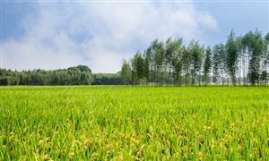 綜合農(nóng)業(yè)行業(yè)運行現(xiàn)狀及未來發(fā)展規(guī)劃
